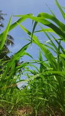 green grass and blue sky