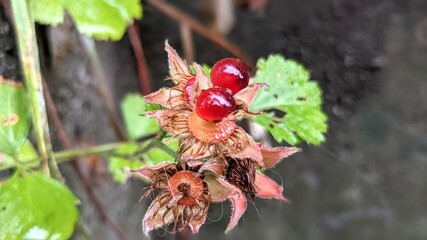 red and yellow flower