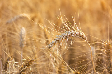 Ears of golden wheat, Agriculture farm and farming concept