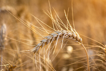 Ears of golden wheat, Agriculture farm and farming concept