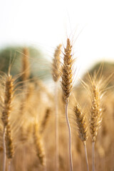 Fototapeta premium Ears of golden wheat, Agriculture farm and farming concept