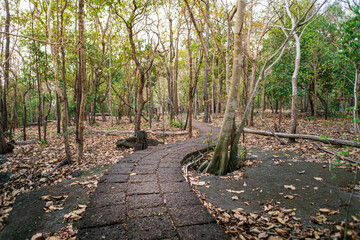 The footpath looks like a stone in the forest.