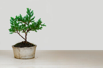 Small bonsai tree in a terracotta pot on wooden table, A popular japanese art form an houseplant.
