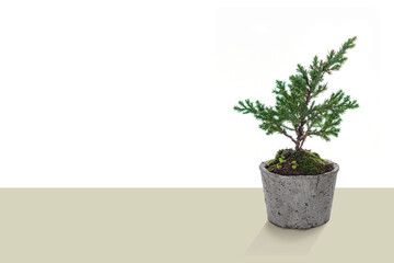 Small bonsai tree in a terracotta pot with copy space backgrond advertising, Beautiful botanical miniature art.