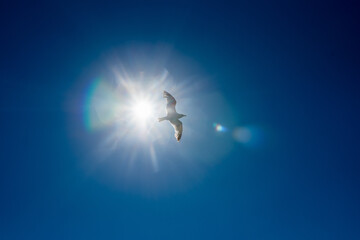 Seagull flying freely in sunny weather