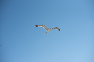 Seagull in flight