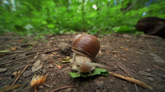 A close-up video of a small garden snail crawling on the forest floor. The small creature moving slowly on the ground stretching its' slimy body and moving antennae when probing the way forward.