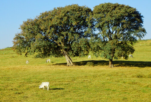 white cows in wooded green pasture