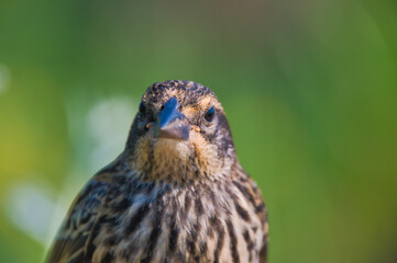 A portrait of the female red-winged blackbird.  Burnaby BC Canada

