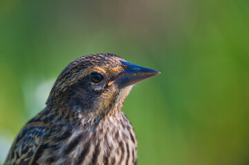 A portrait of female red-winged blackbird.  Burnaby BC Canada
