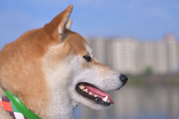 青空と右向きの柴犬の顔のアップ