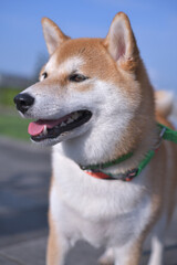 青空と緑と左向きの柴犬の顔のアップ