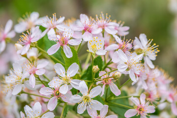 White and pink cherry flowers. The branches of a blossoming Cherry tree with white and pink flowers.