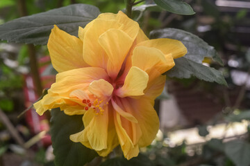Fototapeta premium orange hibiscus flower in the garden