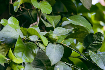 Young small fresh and organic lemon fruit in a green form on a lemon tree