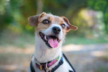 Retrato de perro feliz