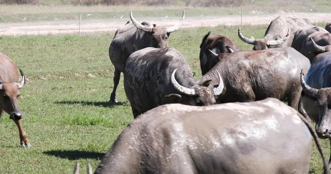 4K Herd of Thai Buffalo Grazing on Grass in a Field in Thailand