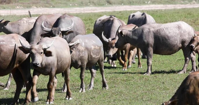 4K Herd of Thai Buffalo Walking in a Field in Thailand.