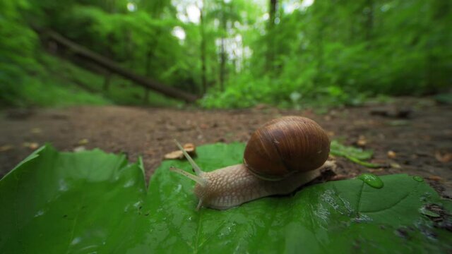 A close-up video of a small garden snail crawling on the forest floor. The small creature moving slowly on the ground, stretching its' slimy body, crawling over the wind-torn leaves.