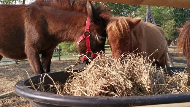 The horse was happily eating the hay in the black bucket in the morning.