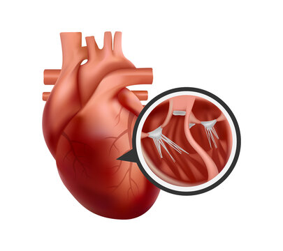 3d human heart with cross-section close-up. Realistic heart illustration