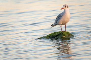 Seagull sits on stone cliff at the sea shore