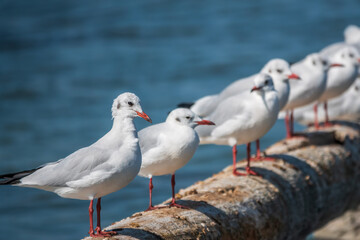 Obraz premium Row of seagulls sits on a old sea pier. Gulls rest on the breakwater. The European herring gull,