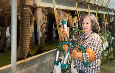 Mature elderly woman farmer cow milking with mechanized milking equipment