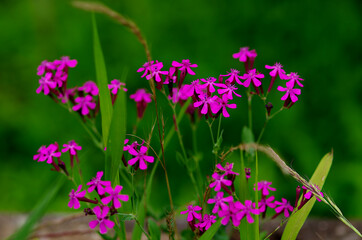 Fototapeta na wymiar flowers in a field