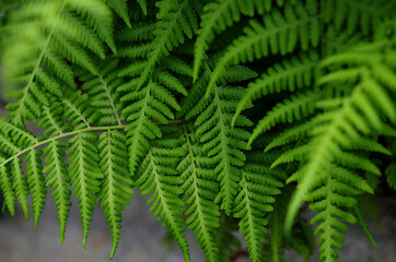 fern leaf in the forest