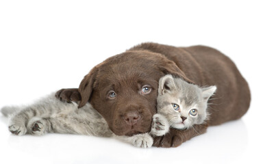 Friendly Chocolate Labrador Retriever puppy hugs cute kitten. isolated on white background