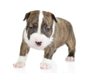 Tiny Miniature Bull Terrier puppy stands in front view and looks at camera. isolated on white background