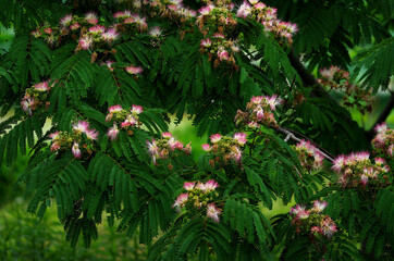 silk trees flowers in the forest