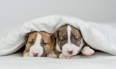 Two Miniature Bull Terrier puppies sit together on a bed at home