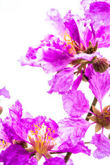 Obraz na płótnie Canvas Violet Lagerstroemia floribunda flower in garden on white isolated.