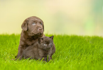 Chocolate Labrador Retriever puppy hugs black kitten on green summer grass. Empty space for text
