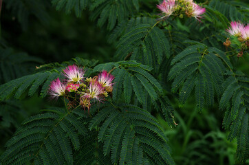 pink flower in the forest
