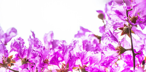 Obraz na płótnie Canvas Violet Lagerstroemia floribunda flower in garden on white isolated.