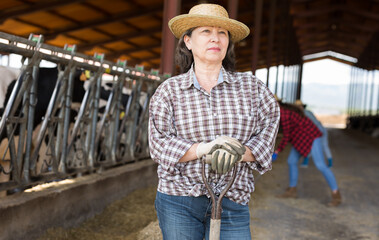 Portrait of active elderly woman farm worker engaged in livestock breeding taking care of cows