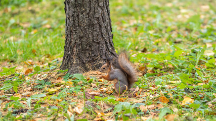 Autumn squirrel on green grass with fallen yellow leaves