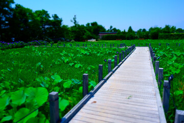 ハスが群生する夏の湖沼