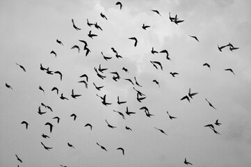 flock of birds