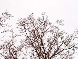 Autumn or winter tree branches without leaves against a clear blue sky.