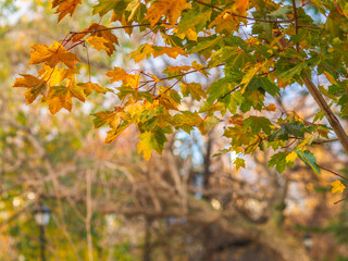 Maple branches with yellow leaves in autumn, in the light of sunset.