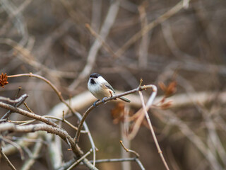 Cute bird The willow tit, song bird sitting on a branch without leaves in the autumn or winter.