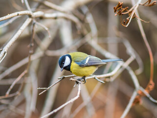 Cute bird Great tit, songbird sitting on a branch without leaves in the autumn or winter.