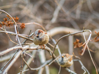 Sparrow sitting on a branch with a yellow autumn background