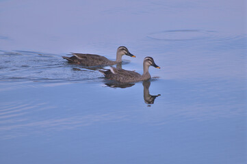 並んで泳ぐ二羽の鴨