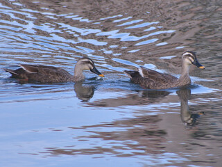 川を泳ぐ二羽の鴨