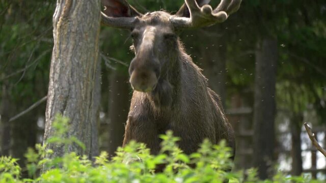 Aggressive large bull moose running towards the camera in slow motion 4k, Tracking close up